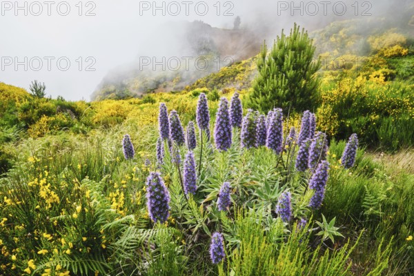 Madeira landscape with Pride of Madeira flowers and blooming Cytisus shrubs and mountains in clouds