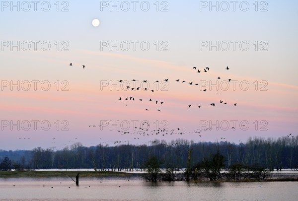 White-fronted goose (Anser albifrons), a flock of wild geese flies in the dawn in front of the full