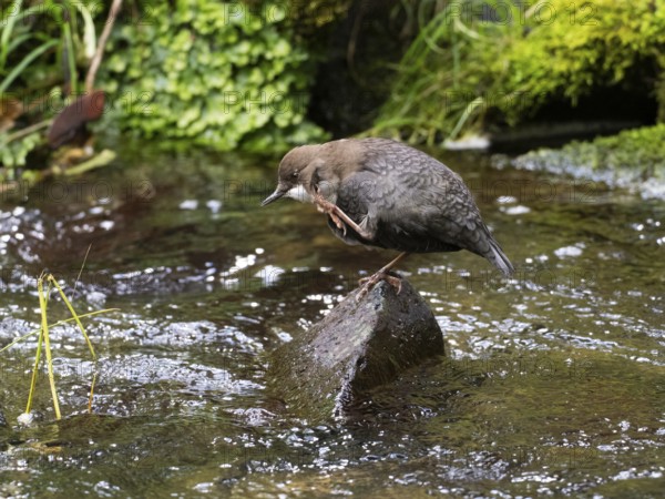 Common Dipper (Cinclus cinclus), adult bird perched on a stone in a hill stream, scratching its