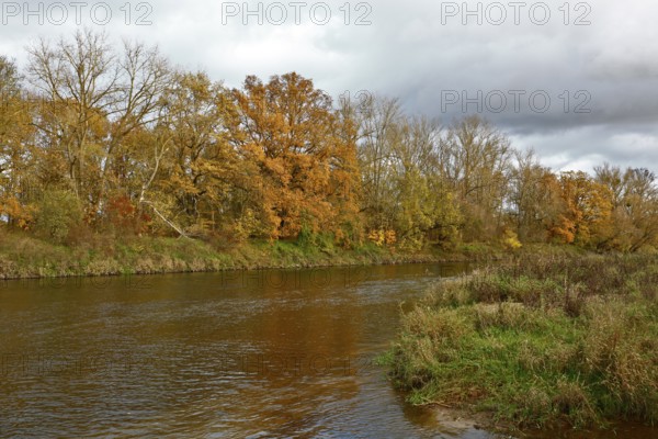 Autumn foliage colouring on the banks of the Mulde river near Dessau, Autumn atmosphere in the