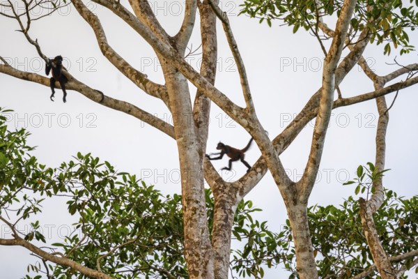 Geoffroy's spider monkey (Ateles geoffroyi), two monkeys in a tree, Sirena, Corcovado National