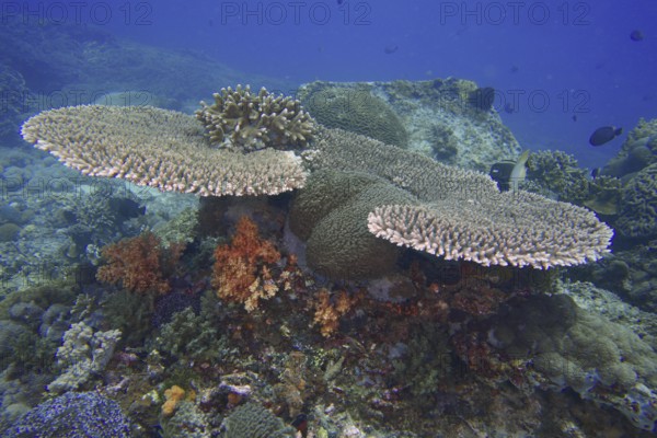 Hyacinth Table Coral (Acropora hyacinthus) with colourful soft corals, dive site SD, Nusa Ceningan,