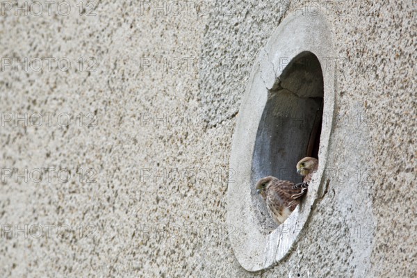 Kestrel (Falco tinnunculus) at the breeding site, Common Kestrel at the entrance hole of a house
