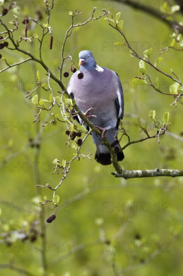 Woodpigeon (Columba palumbus) collecting nesting material in a tree, Flusslandschaft Peenetal