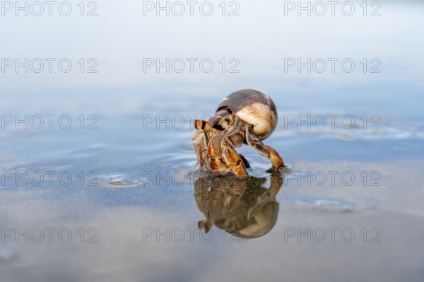 Pacific hermit crab (Coenobita compressus) in the water on a sandy beach with reflection, Corcovado