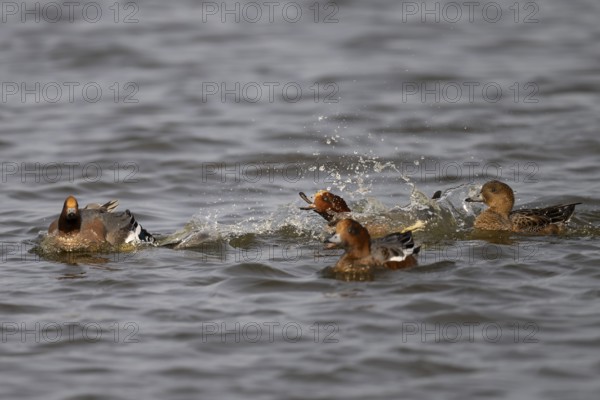 European wigeon (Mareca penelope), Texel, Netherlands