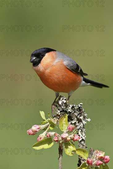 Bullfinch (Pyrrhula pyrrhula) male sitting on a branch with apple blossoms (Malus domestica),