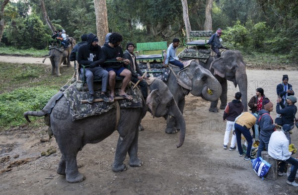 Tourists ride elephants during a safari at Kaziranga National Park on December 5, 2024 in