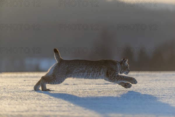 One young male Eurasian lynx, (Lynx lynx), running over a snow covered meadow in backlight
