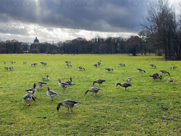 Greylag geese (Anser anser) in the English Garden, Munich, Bavaria, Germany, Europe