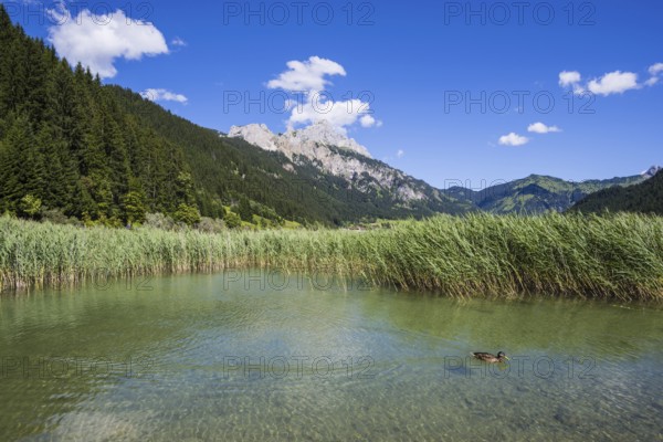 Haldensee, Tannheimer Tal, behind it the Rote Flüh, 2108m, Tannheimer Berge, Allgäu Alps, Tyrol,
