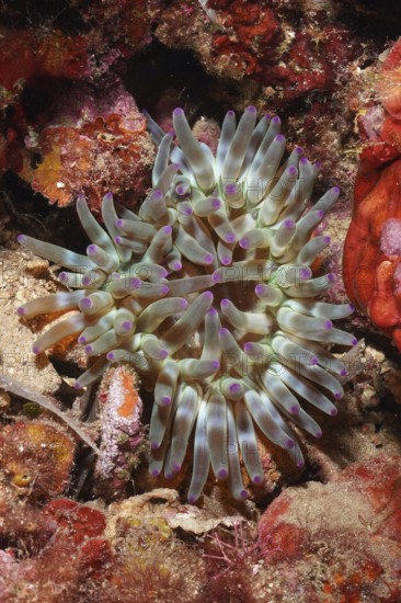 Sea anemone with purple tips and green tentacles, rock rose (Cribrinopsis crassa), on the reef in