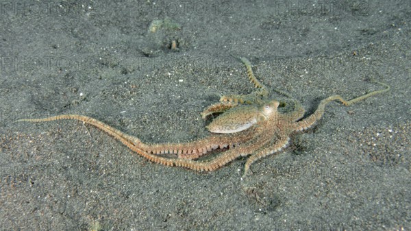 Marbled octopus (Amphioctopus aegina) on the sandy seabed with outstretched tentacles, dive site
