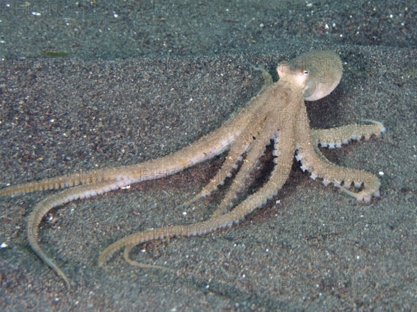 Marbled octopus (Amphioctopus aegina) with outstretched tentacles on the sandy seabed, dive site