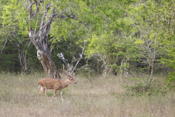 Axis deer (Axis axis) in Yala Natioal Park, Southern Province, Sri Lanka, Asia