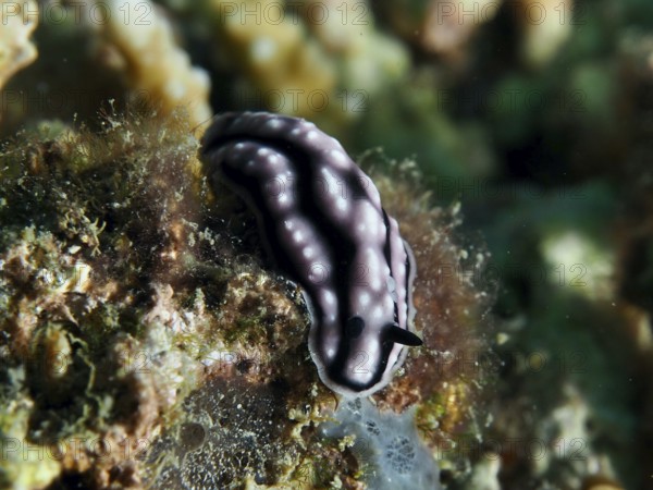 Pustular warty snail (Phyllidiella pustulosa), warty snail, with white stripes on corals, dive site