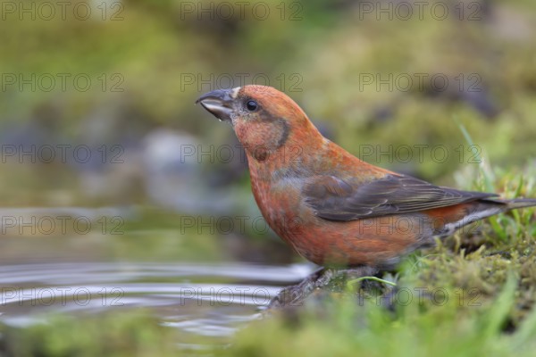 Common crossbill (Loxia curvirostra) adult male bird at a woodland water pool, England, United