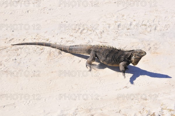 Cuban rock iguana (Cyclura nublia), Cuba, Caribbean, Central America