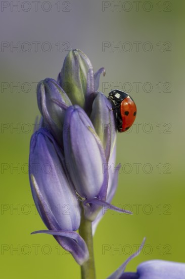 Seven-spot ladybird (Coccinella septempunctata) adult insect on a Bluebell flower in springtime,