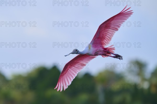 Roseate spoonbill (Ajaja ajaja), flying over a wooded area under a blue sky, Black Point Wildlife