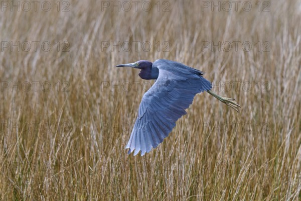 Great Blue Heron (Egretta caerulea), flying over marsh grass, Black Point Wildlife Drive,