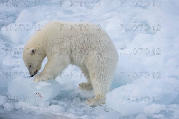 Polar bear (Ursus maritimus) on the pack ice at 82 degrees north, Spitsbergen Island, Svalbard and