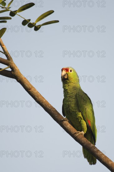 Red-fronted Amazon (Amazona autumnalis), Costa Rica, Central America