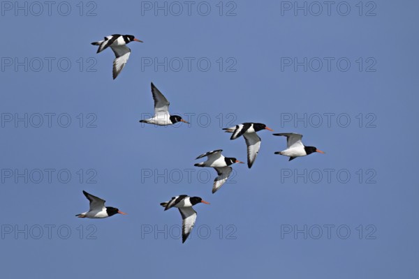 A flock of oystercatchers (Haematopus ostralegus), in flight, Texel, West Frisian Islands, province