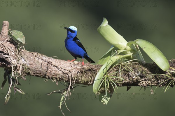 Turquoise Sunbird (Cyanerpes cyaneus), Costa Rica, Central America