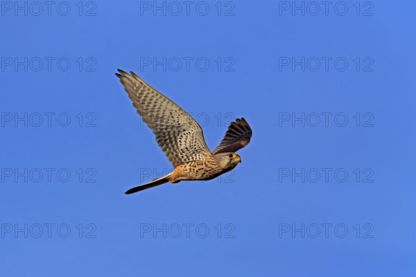 Kestrel (Falco tinnunculus), adult, female, flying, Ellerstadt, Rhineland-Palatinate, Germany,