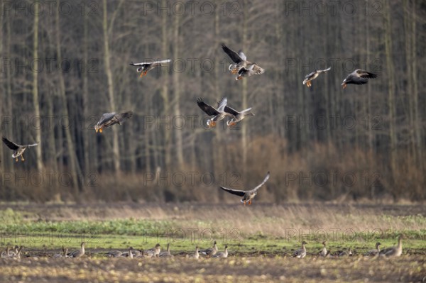 Bean geese (Anser fabalis), flying, Emsland, Lower Saxony, Germany, Europe