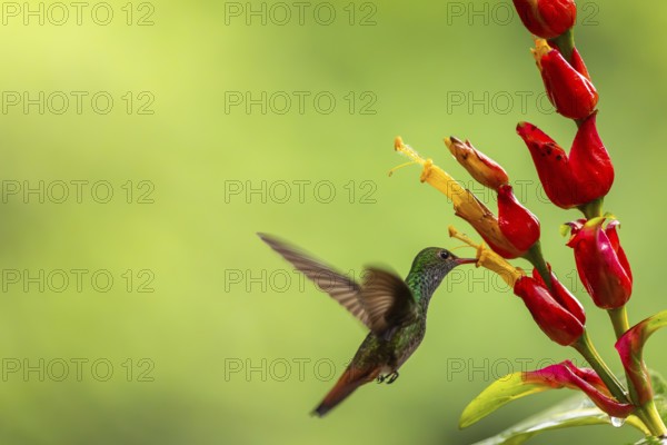 Brown-tailed Amazon (Amazilia tzacatl), Hummingbird (Trochilidae), Swiftbirds (Apodiformes), Laguna