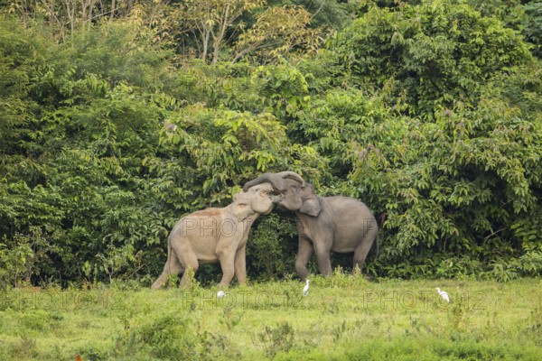 Indian elephants (Elephas maximus indicus), Khiri Khan, Hua Hin, Kui Buri National Park, Thailand,