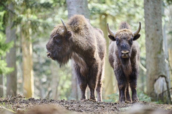 European bison (Bison bonasus) in a forest in spring, Bavarian Forest, Germany, Europe