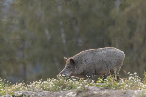 One adult wild boar or wild pig (Sus scrofa) searching for food on a flowering meadow in late
