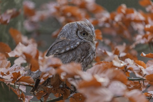 One Eurasian scops owl (Otus scops)sitting on a twig of a beech tree, embedded in brown leafs