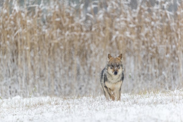 One young male eurasian gray wolf (Canis lupus lupus) running over a snow covered meadow during