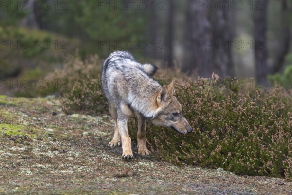 One young male eurasian gray wolf (Canis lupus lupus) running thru a forest with rocks and heather.