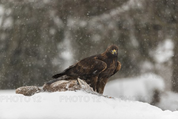 One golden eagle (Aquila chrysaetos) sitting on a carcass of a red fox on a snowy meadow during