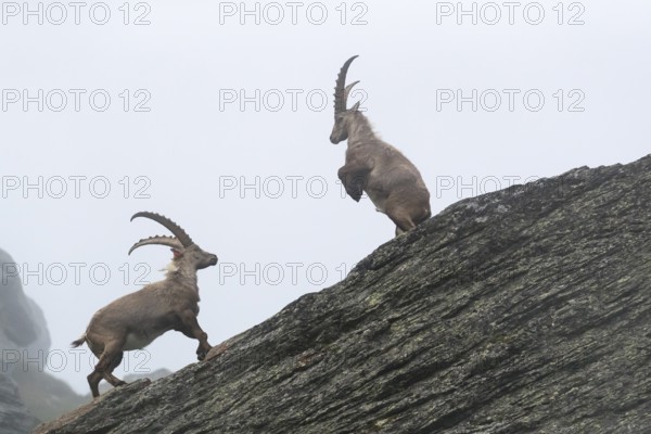 Two adult ibex play fighting on 2500 m sea level in the Hohe Tauern National Park