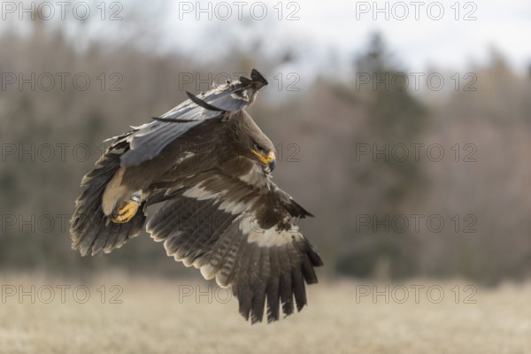 One steppe eagle, Aquila nipalensis, flying over a meadow. Trees in the background