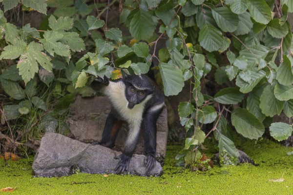 One young Diana monkey (Cercopithecus diana) drinking from a duckweed covered pond