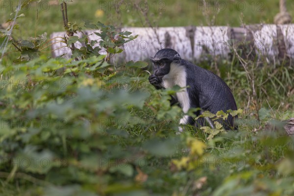 One adult Diana monkey (Cercopithecus diana) sitting in the green undergrowth at a forest edge and