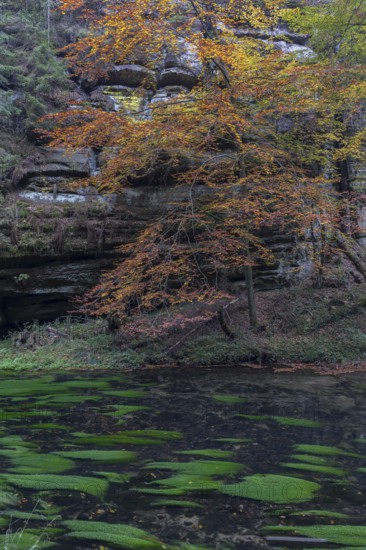 Flowing water with ferns and rocks in the Edmunds Gorge in autumn. River Kamnitz, Hrensko, Ustecky