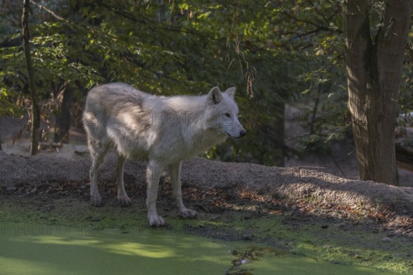 One Arctic wolf (Canis lupus arctos) standing in a small forest opening with a little pond covered