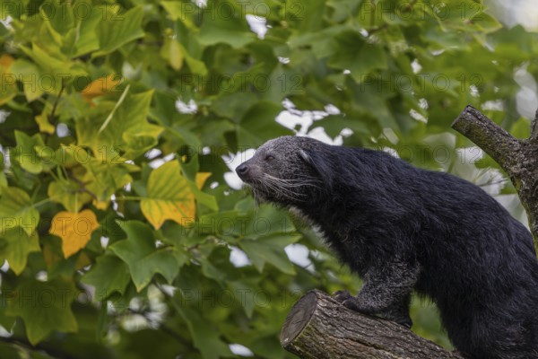 One binturong (Arctictis binturong), or bearcat balancing over branches framed by green leafs