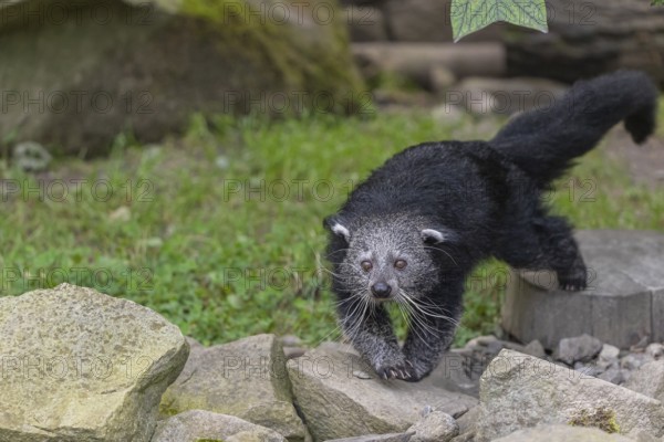 One binturong (Arctictis binturong), or bearcat walking over rocks with green grass in the