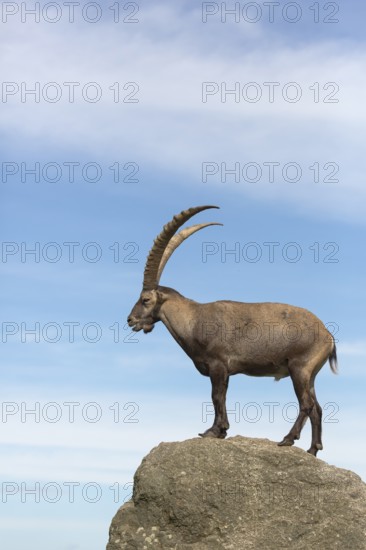 One adult ibex (Capra ibex) standing on a rock like a statue with blue sky behind him on 2500 m sea