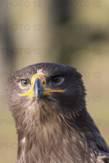 Portrait of Aquila nipalensis, steppe eagle, in late light with green background