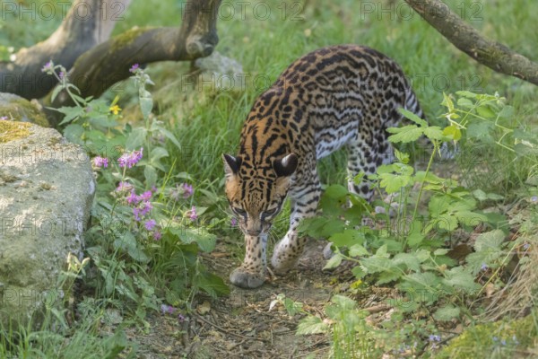 One Ocelot, Leopardus pardalis, walking on green grass with green vegetation in the background